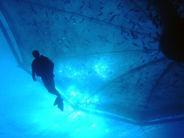 Diver near aquaculture pod.
