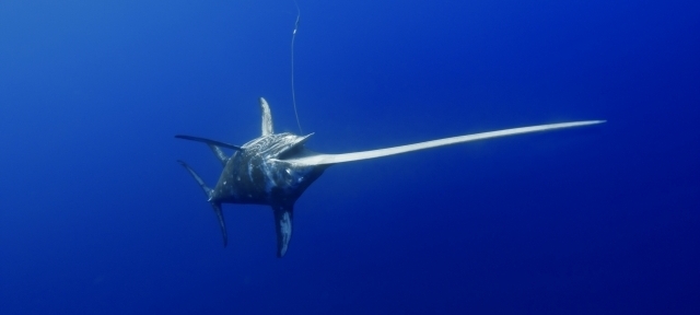 Swordfish swimming