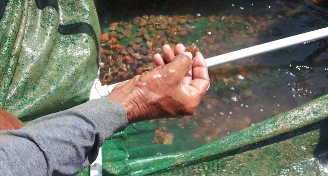 Fisher with baby scallops
