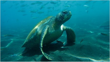 Turtle on ocean floor