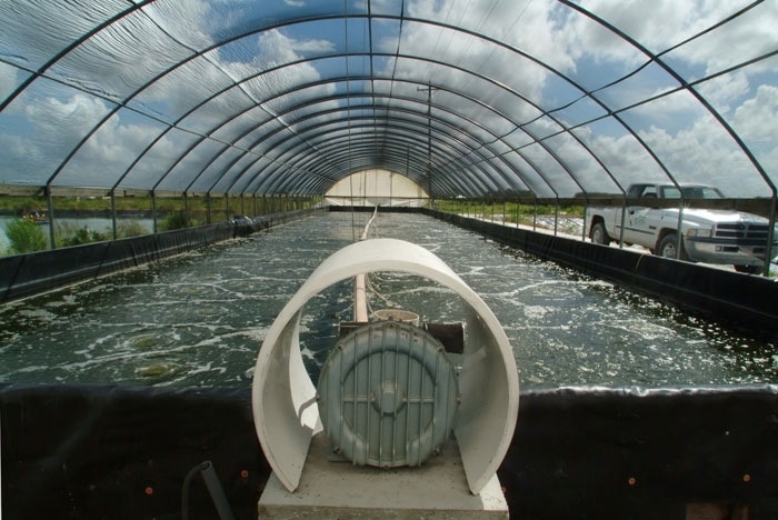 Shrimp aquaculture