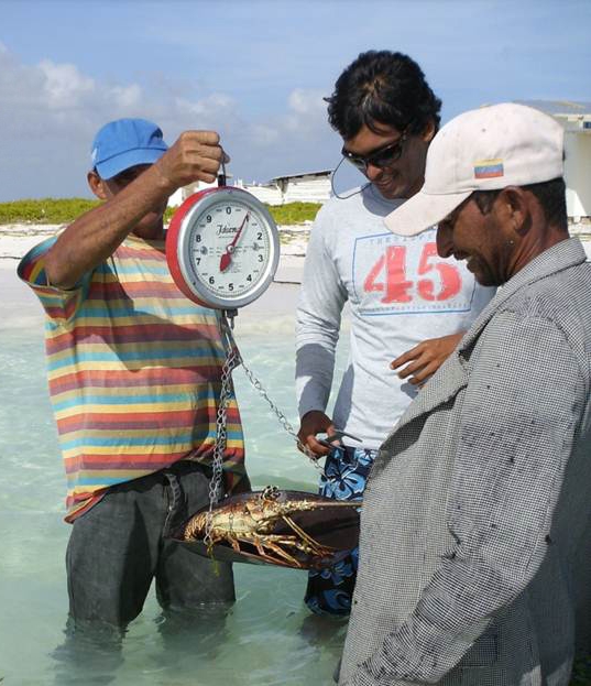 Aristo measuring lobster